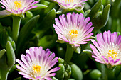 Delosperma cooperi Jewel of Desert Rosequartz