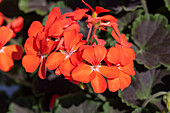 Pelargonium interspecific 'Sarita Red'