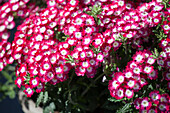 Verbena hybrida 'Empress Flair Dark Red Charme'