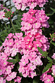 Verbena 'Empress Flair Pink Charm