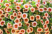 Calibrachoa 'Hula® Gold'