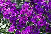 Verbena Empress Flair Violet Blue