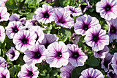 Petunia 'Potunia® Piccola Purple Ice'