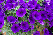 Petunia hybrida 'Surprise Coblat Blue'