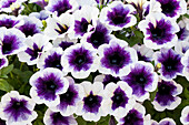 Petunia 'Potunia® Plus Purple Halo'