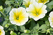 Petunia 'Potunia® Plus Yellow'