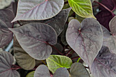 TRENDBLÄTTER™ Ipomoea SWEET HEART 'Jet Black'