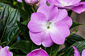 Impatiens neuguinea 'PARADISE™ Yoco'®