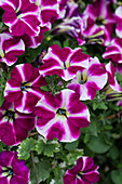 Petunia 'Cranberry Blast