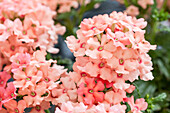 Verbena Vepita Peach(s)