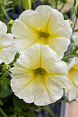 Petunia 'VERANDA Yellow'(s)