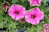 Petunia Picasso in Pink