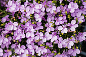 Lobelia 'LOBELIX™ Lilac'