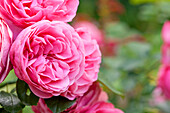 Beet rose, pink