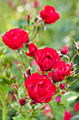 Shrub rose, red