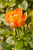 Bedding rose, orange