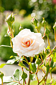 Strauchrose, hellrosa