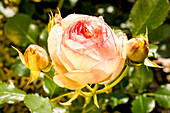 Strauchrose, hellrosa