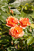 Rosa Lions-Rose (ist auf der Kordes Seite viel heller)