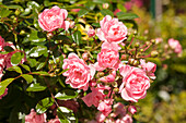 Groundcover rose, pink
