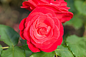 Shrub rose, red