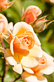 Bed rose, apricot
