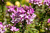 Cleome spinosa