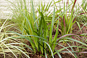 Carex morrowii ssp. foliosissima 'Irish Green'