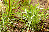 Panicum virgatum 'Prairie Sky'