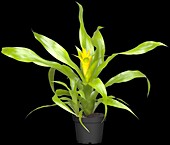 Guzmania, yellow