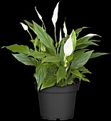 Spathiphyllum floribundum