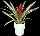 Guzmania