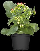 Kalanchoe blossfeldiana