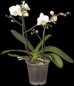 Phalaenopsis hybrid