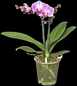 Phalaenopsis hybrid