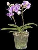 Phalaenopsis Mini