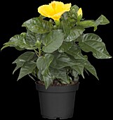 Hibiscus rosa-sinensis, yellow