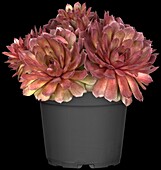 Sempervivum, red