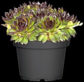 Sempervivum