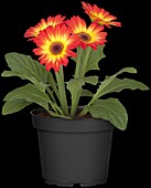 Gerbera jamesonii