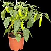 Capsicum annuum Pick a Hot®