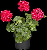 Pelargonium peltatum, red