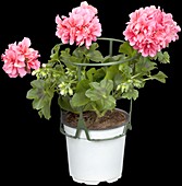 Pelargonium peltatum, rosa