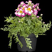 Schizanthus wisetonensis