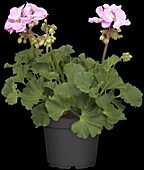 Pelargonium zonale, pink