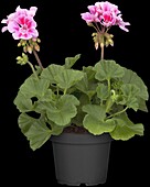 Pelargonium zonale