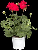 Pelargonium zonale, red