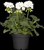 Pelargonium zonale, white