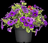 Calibrachoa 'Trio'