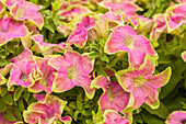 Petunia 'Crazytunia® Kermit Rose'